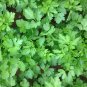 Parsley Dark Green Italian Giant (Petroselinum crispum) Prezzemolo Gigante D Italia 1 Gram seeds