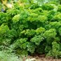 Parsley Dark Green Italian Giant (Petroselinum crispum) Prezzemolo Gigante D Italia 1 Gram seeds