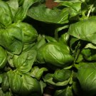 SWEET BASIL Genovese HERB, Ocimum Basilicum 1 gram seeds for Planting SWEET BASIL Genovese HERB, Ocimum Basilicum 1 gram seeds for Planting