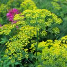 Bouquet Dill Seeds, (Anethum graveolens) Heirloom Herb Seed 1 Gram for Planting