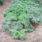 Dwarf Blue Curled Kale (Brassica oleracea) Dwarf Blue Curled Scotch Kale, 1 Gram seeds for Planting Dwarf Blue Curled Kale (Brassica oleracea) Dwarf Blue Curled Scotch Kale, 1 Gram seeds for Planting