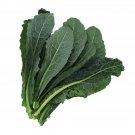 Lacinato Kale Seeds (Brassica oleracea var. palmifolia), 1 Gram seeds for Planting