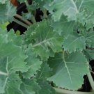 Dwarf Siberian Improved Kale, Babyleaf/Microgreen/full leaf harvests 1 gram seeds for Planting Dwarf Siberian Improved Kale, Babyleaf/Microgreen/full leaf harvests 1 gram seeds for Planting