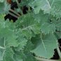 Dwarf Siberian Improved Kale, Babyleaf/Microgreen/full leaf harvests 1 gram seeds for Planting