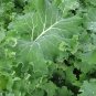 Dwarf Siberian Improved Kale, Babyleaf/Microgreen/full leaf harvests 1 gram seeds for Planting