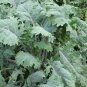 Dwarf Siberian Improved Kale, Babyleaf/Microgreen/full leaf harvests 1 gram seeds for Planting