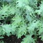 Dwarf Siberian Improved Kale, Babyleaf/Microgreen/full leaf harvests 1 gram seeds for Planting