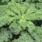 Dwarf Siberian Improved Kale, Babyleaf/Microgreen/full leaf harvests 1 gram seeds for Planting