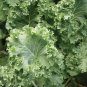 Dwarf Siberian Improved Kale, Babyleaf/Microgreen/full leaf harvests 1 gram seeds for Planting