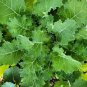 Dwarf Siberian Improved Kale, Babyleaf/Microgreen/full leaf harvests 1 gram seeds for Planting