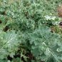 Dwarf Siberian Improved Kale, Babyleaf/Microgreen/full leaf harvests 1 gram seeds for Planting