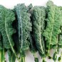 Dwarf Siberian Improved Kale, Babyleaf/Microgreen/full leaf harvests 1 gram seeds for Planting