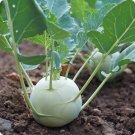 Kohlrabi Turnip, White Vienna Kohl Rabi, Brassica oleracea L. Gongylodes, 500mg seeds for Planting Kohlrabi Turnip, White Vienna Kohl Rabi, Brassica oleracea L. Gongylodes, 500mg seeds for Planting