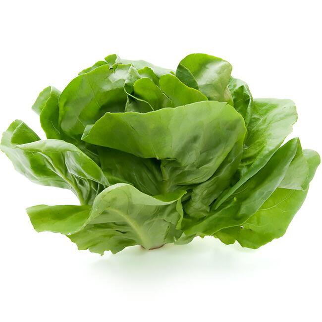 Lettuce Buttercrunch Butterhead Vegetable (Lactuca sativa var. capitata