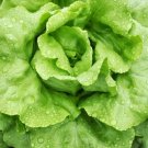 Black Seeded Simpson Green Leaf Lettuce (Lactuca sativa) 1 gram seeds for Planting Black Seeded Simpson Green Leaf Lettuce (Lactuca sativa) 1 gram seeds for Planting