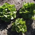 Bronze Mignonette Butterhead Lettuce (Lactuca sativa var. capitata), 1 gram seeds for Planting Bronze Mignonette Butterhead Lettuce (Lactuca sativa var. capitata), 1 gram seeds for Planting