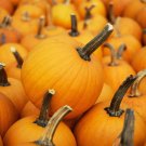 Pumpkin Small Sugar (Cucurbita pepo) 1 gram seeds for Planting Pumpkin Small Sugar (Cucurbita pepo) 1 gram seeds for Planting