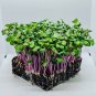 Radish Triton Purple Stem (Raphanus sativus) Red Arrow Variety - China Rose, 1 gram seeds
