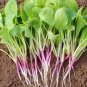 Radish Triton Purple Stem (Raphanus sativus) Red Arrow Variety - China Rose, 1 gram seeds