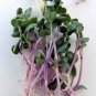 Radish Triton Purple Stem (Raphanus sativus) Red Arrow Variety - China Rose, 1 gram seeds