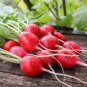Radish Cherry Belle (Raphanus sativus) 1 gram seeds for Planting