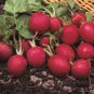 Radish Cherry Belle (Raphanus sativus) 1 gram seeds for Planting