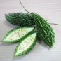 Gourd Bitter Melon Dark Jade 5 Seeds for planting