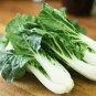 Pak Choi White Stem (Brasica rapa var chinensis) 1 gram Seeds for Planting