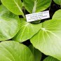 Pak Choi White Stem (Brasica rapa var chinensis) 1 gram Seeds for Planting