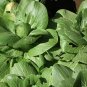 Frilly Leaf Pak Choi Fun Jen, Hybrid (Brassica rapa var chinensis) 500mg Seeds for Planting