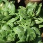 Frilly Leaf Pak Choi Fun Jen, Hybrid (Brassica rapa var chinensis) 500mg Seeds for Planting