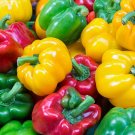 California Wonder 300 Sweet Bellpepper 300mg Seeds for planting California Wonder 300 Sweet Bellpepper 300mg Seeds for planting