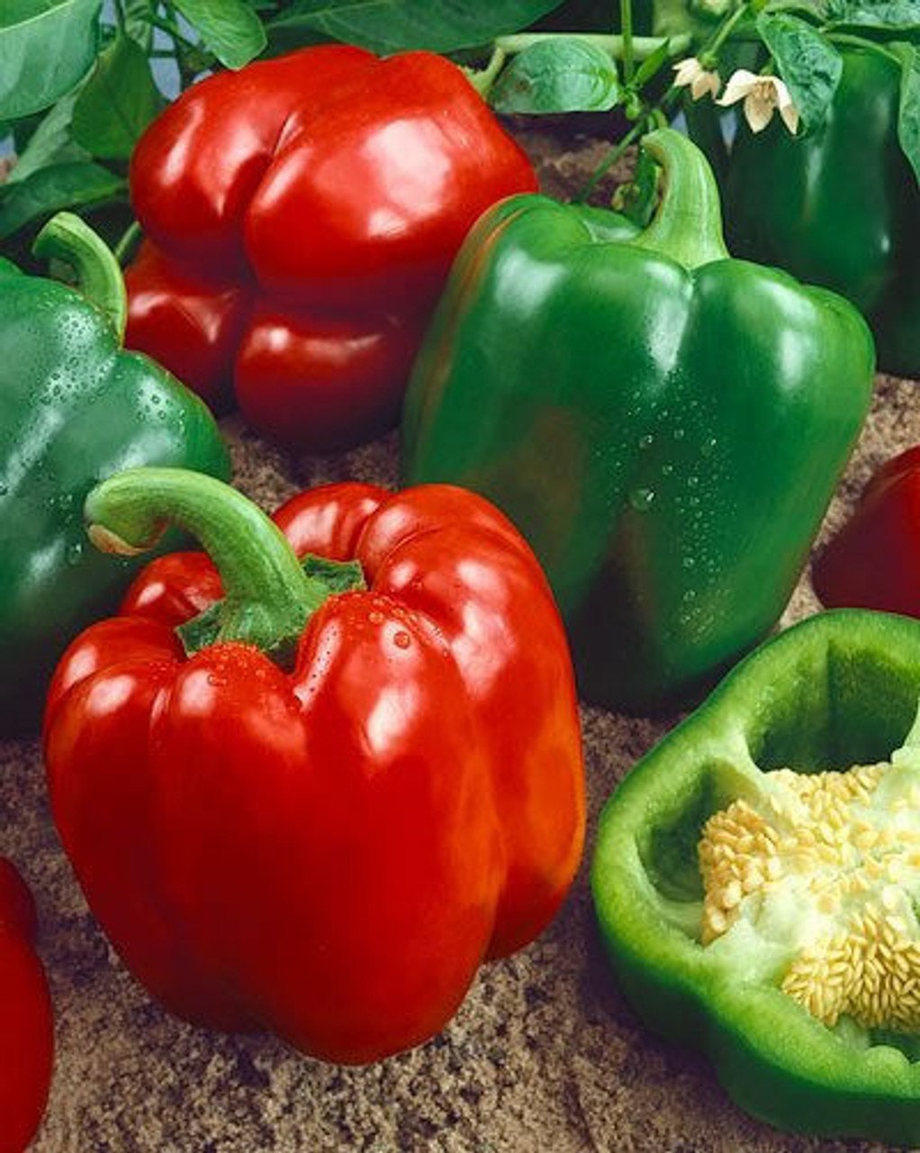Yolo Wonder Improved Sweet Bell Pepper 300mg Seeds for planting