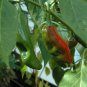 Pepper Hot Hatch Big Jim Chili 250mg Seeds for planting