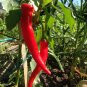 Pepper Hot Cayenne Long Red Slim Pepper 300mg Seeds for planting