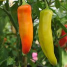 HOT PEPPER HUNGARIAN YELLOW WAX MEDIUM 300mg Seeds for planting HOT PEPPER HUNGARIAN YELLOW WAX MEDIUM 300mg Seeds for planting