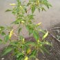 Thai Garden Bird Hot Pepper (Capsicum annuum) 250mg seeds for Planting