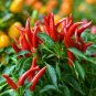 Thai Garden Bird Hot Pepper (Capsicum annuum) 250mg seeds for Planting