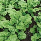 Spinach Bloomsdale Long Standing (Spinacia oleracea) 1 gram seeds for Planting Spinach Bloomsdale Long Standing (Spinacia oleracea) 1 gram seeds for Planting