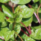 RED Malabar spinach (Basella alba) rau mồng tơi 500mg seeds for Planting RED Malabar spinach (Basella alba) rau mồng tơi 500mg seeds for Planting