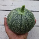Summer Squash Round Zucchini (Cucurbita pepo) "water greens" 1 gram seeds for Planting Summer Squash Round Zucchini (Cucurbita pepo) "water greens" 1 gram seeds for Planting
