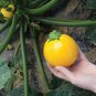 Summer Squash Round Zucchini (Cucurbita pepo) "water greens" 1 gram seeds for Planting