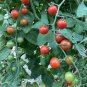Cherry Tomato (Solanum lycopersicum 'Red Cherry') 100mg Seeds for planting