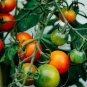 Cherry Tomato (Solanum lycopersicum 'Red Cherry') 100mg Seeds for planting