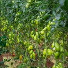 Tomato San Marzano (Indeterminate) Solanum lycopersicum, 100mg Seeds for planting