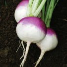 Turnip Purple Top White Globe (Brassica rapa. var rapa) 1 gram Seeds for planting Turnip Purple Top White Globe (Brassica rapa. var rapa) 1 gram Seeds for planting