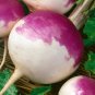 Turnip Purple Top White Globe (Brassica rapa. var rapa) 1 gram Seeds for planting