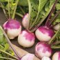 Turnip Purple Top White Globe (Brassica rapa. var rapa) 1 gram Seeds for planting