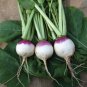 Turnip Purple Top White Globe (Brassica rapa. var rapa) 1 gram Seeds for planting
