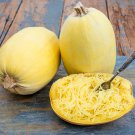 Vegetable Spaghetti Winter Squash (Cucurbita pepo) 1 gram Seeds for planting Vegetable Spaghetti Winter Squash (Cucurbita pepo) 1 gram Seeds for planting